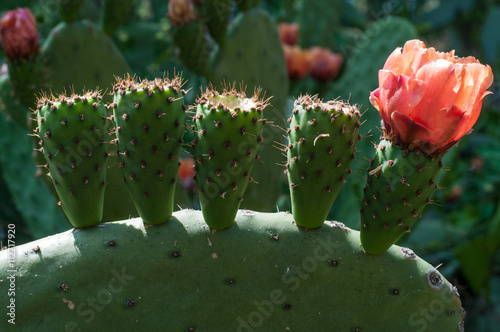 Chumbera (Opuntia ficus-indica) photo