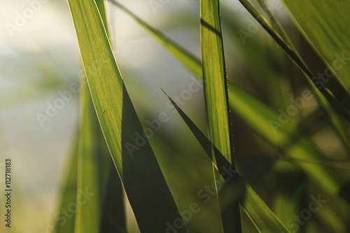 Fototapeta Naklejka Na Ścianę i Meble -  green grass at summer close up. counter light. soft focus. natural background