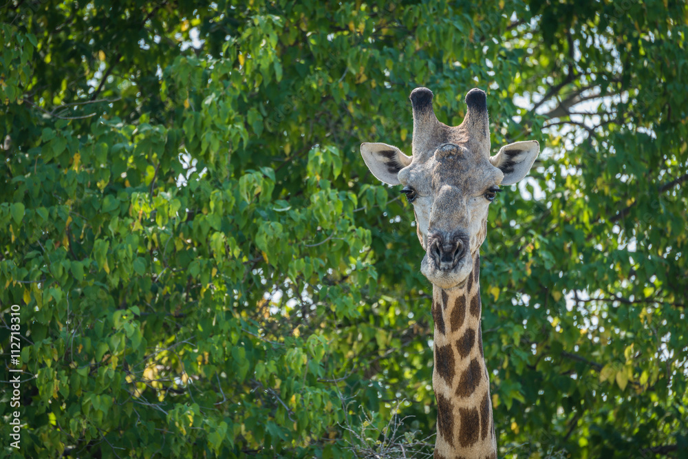 Fototapeta premium Close-up of South African giraffe in trees