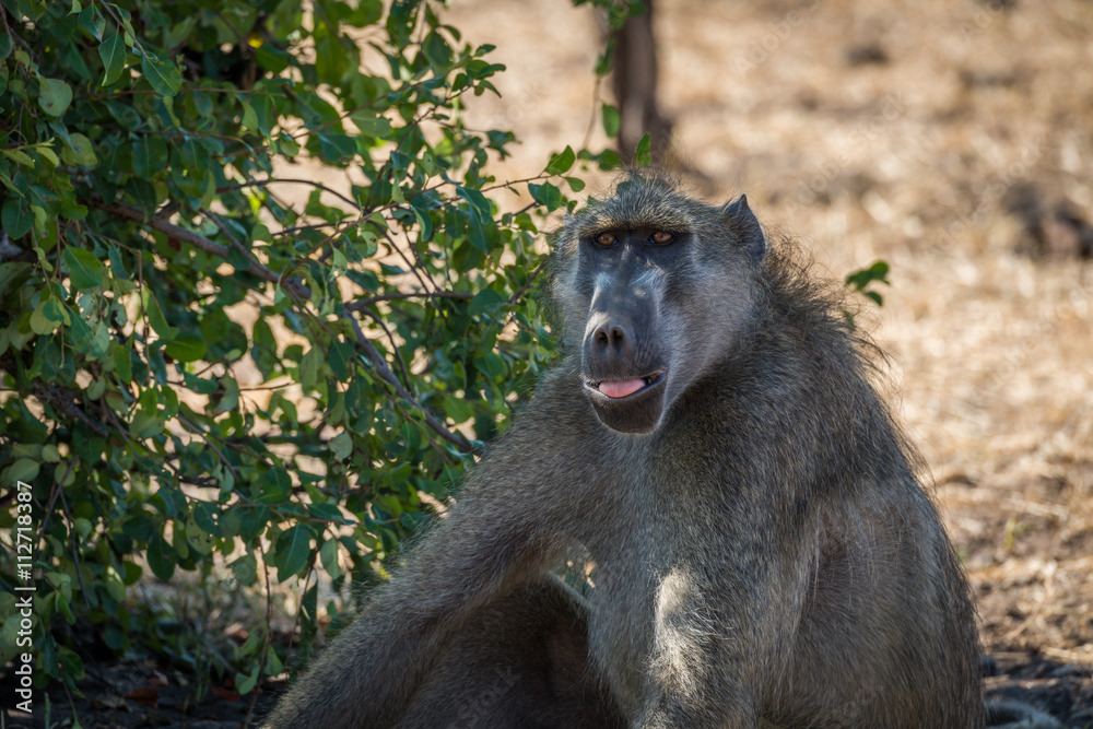 Close-up of chacma baboon sitting beside bush Close-up of chacma baboon sitting beside bush
