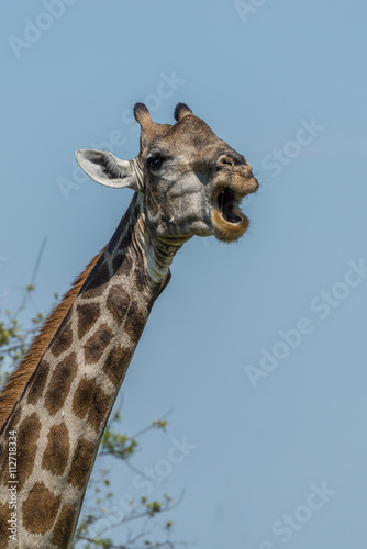 Close-up of South African giraffe opening mouth