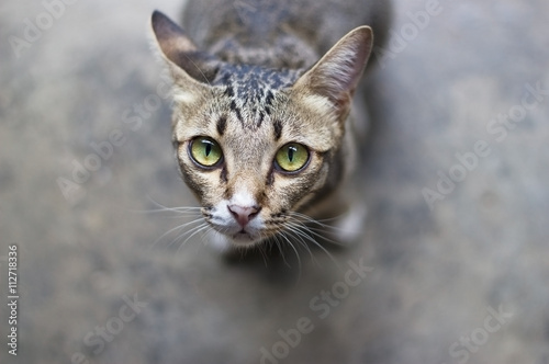 Closeup of green cat eyes