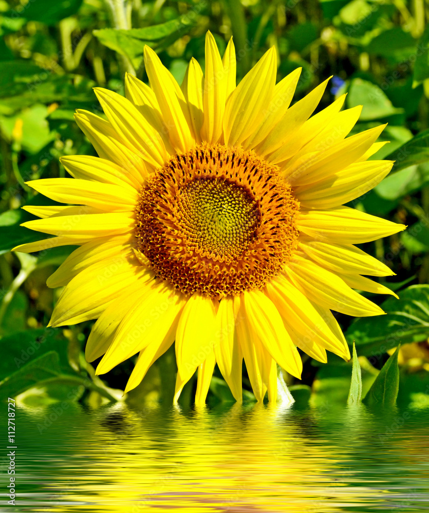 Naklejka premium Beautiful sunflower field in summer