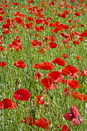 Fototapeta Czerwone maki na łące pośród traw Łąka z piękn