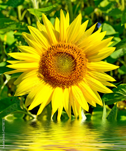 Beautiful sunflower field in summer
