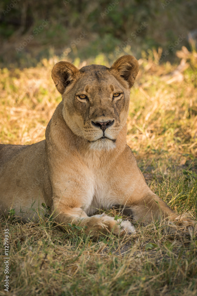 Close-up of lioness lying in grassy clearing Close-up of lioness lying in grassy clearing