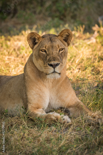 Close-up of lioness lying in grassy clearing