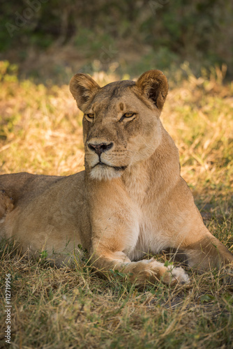 Close-up of lioness on grass turning head