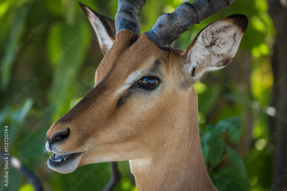 Close-up of male impala with mouth open