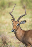 Close-up of male impala on grass chewing