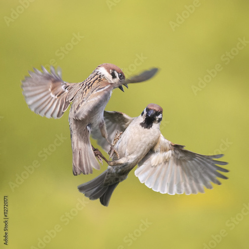 two birds of a Sparrow flying in the air along to spread its wings