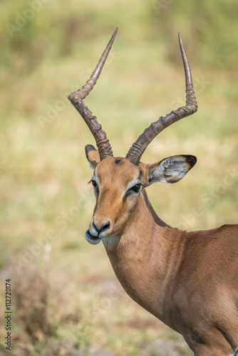 Close-up of male impala on grass chewing