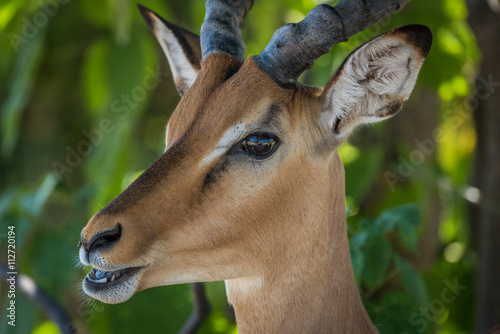 Close-up of male impala with mouth open photo