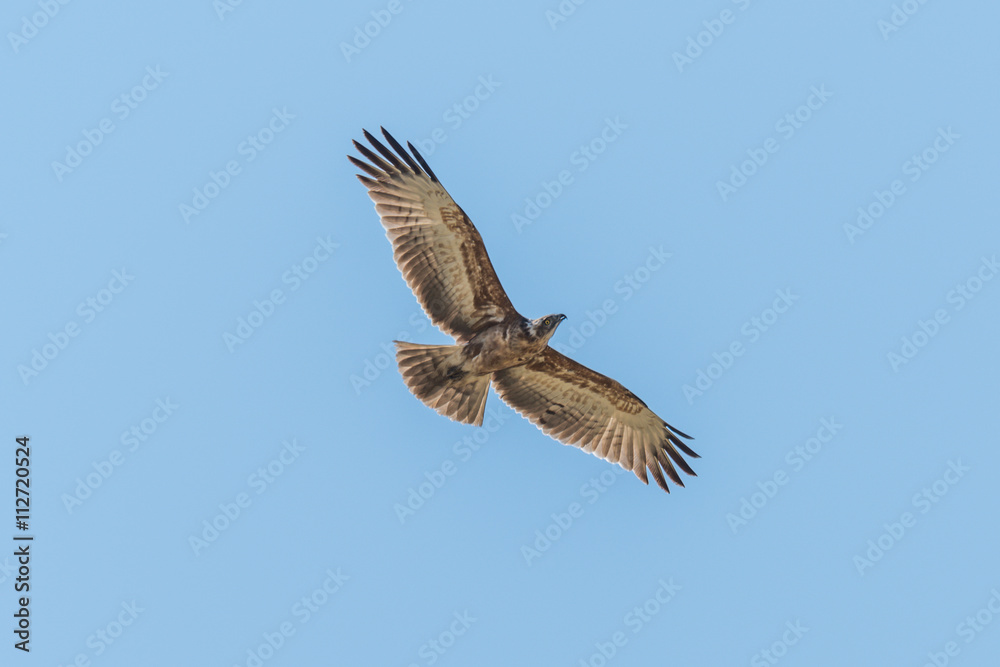 Crowned eagle flying overhead with wings spread Crowned eagle flying overhead with wings spread