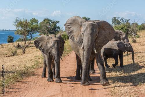 Dirt track blocked by family of elephants