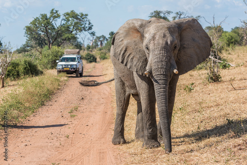 Elephant before jeep on track facing camera