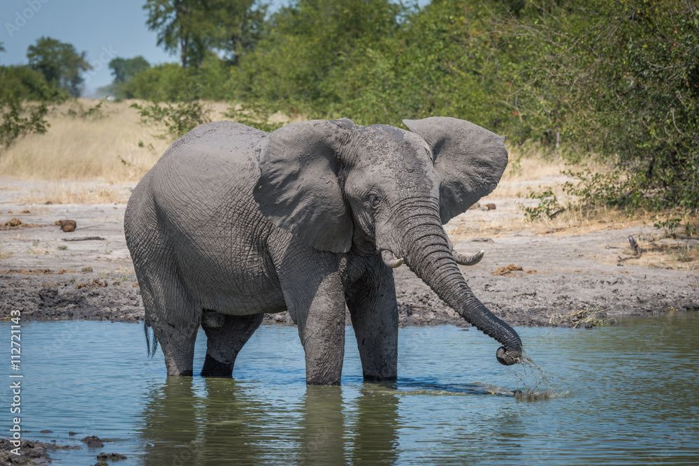 Elephant drinking from water hole using trunk