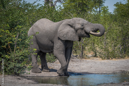 Elephant drinking from water hole in bushes