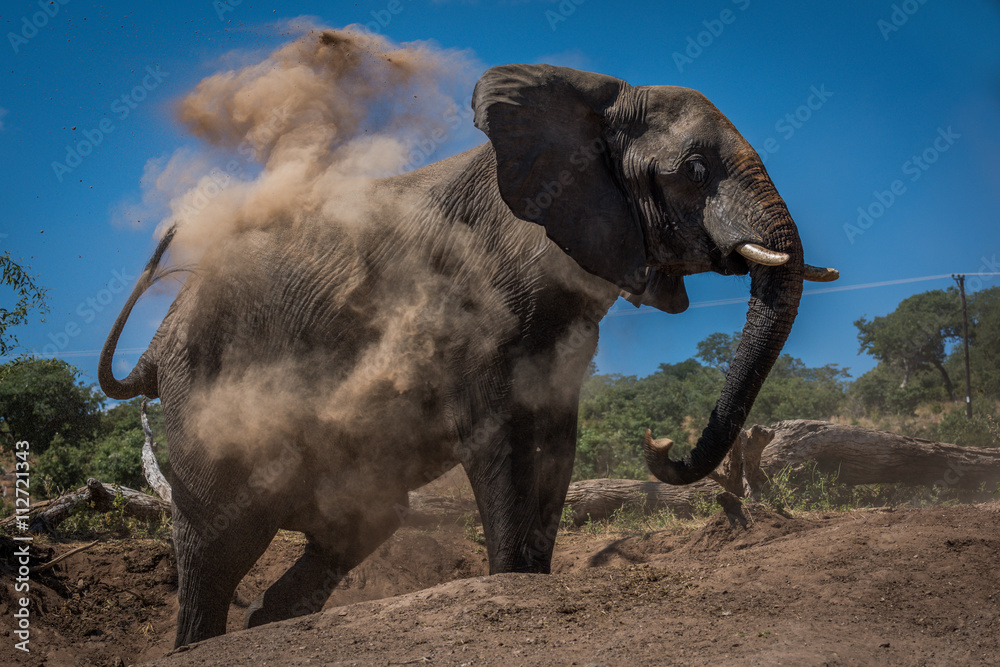 Elephant in cloud of dust beside logs
