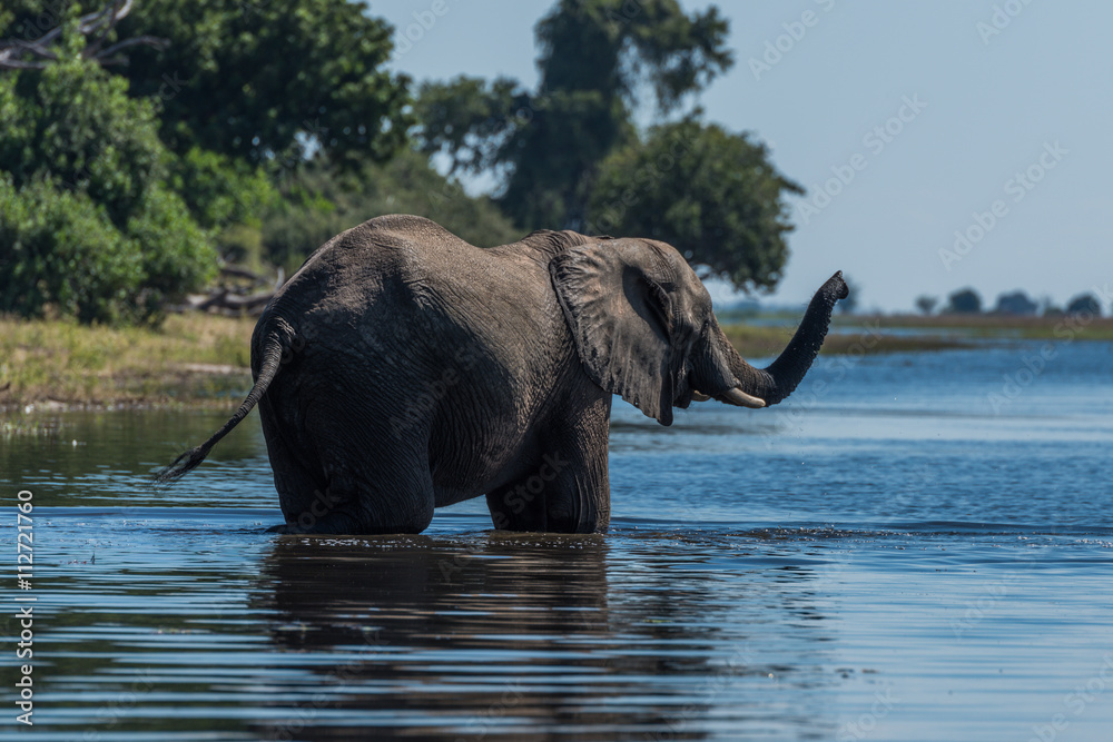 Elephant stands in shallow river raising trunk Elephant stands in shallow river raising trunk