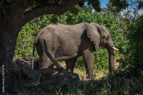 Elephant standing on track framed by trees