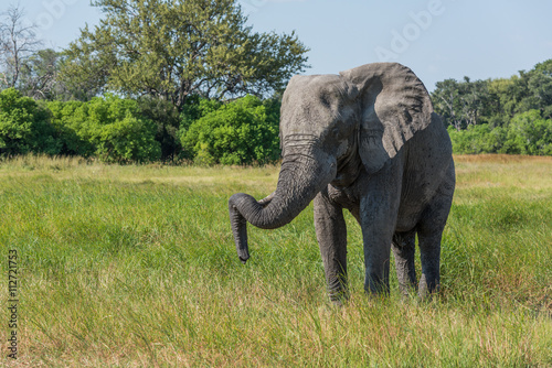 Elephant standing with trunk hooked on tusk