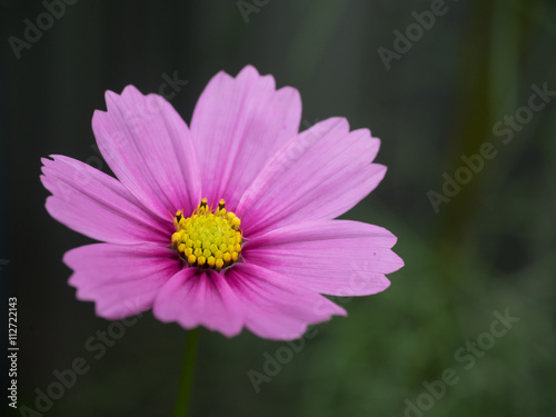 Common cosmos 