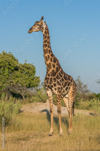 Giraffe stands in grassy clearing facing camera