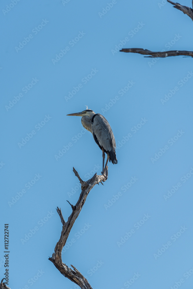 Grey heron standing on dead tree branch Grey heron standing on dead tree branch