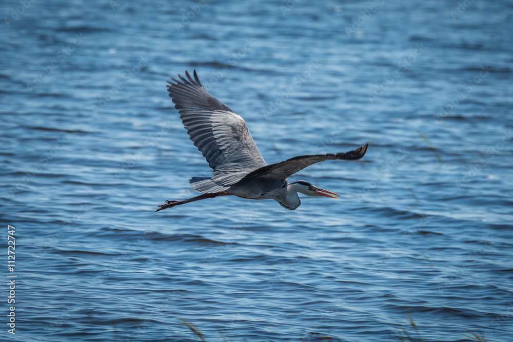 Grey heron with wings spread over water Grey heron with wings spread over water