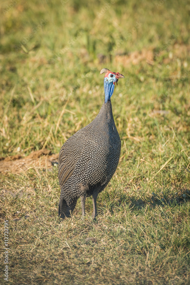 Fototapeta premium Helmeted guineafowl on grass starsing at camera