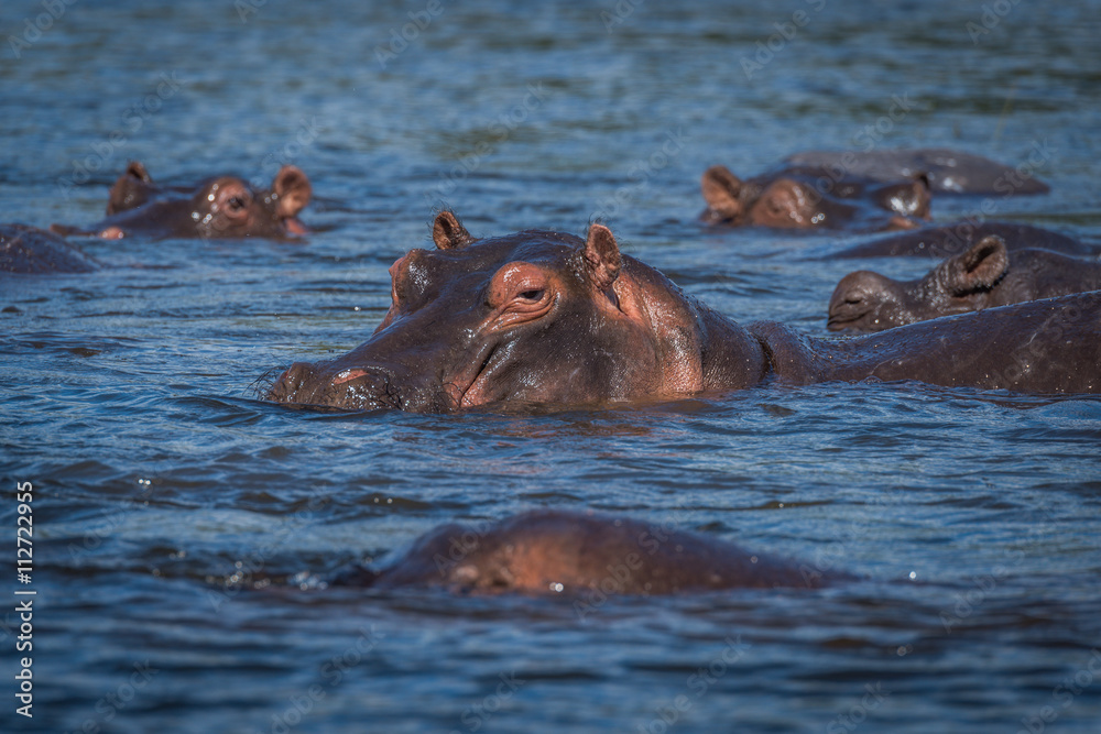 Hippopotamus with others in river facing camera Hippopotamus with others in river facing camera