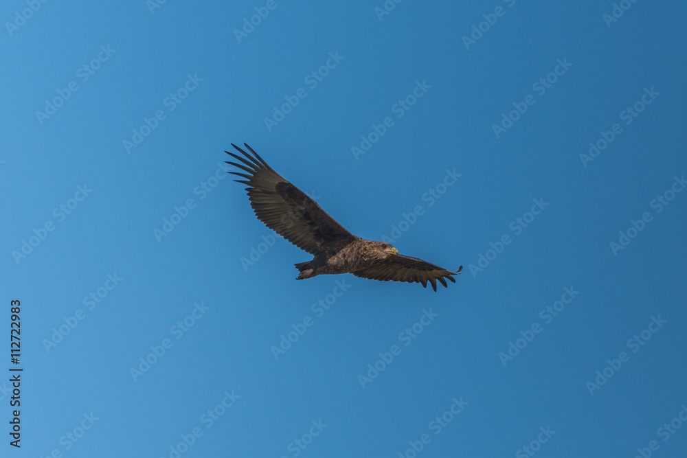 Obraz premium Juvenile bateleur flying in perfect blue sky