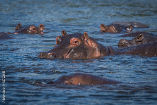 Hippopotamus with others in river facing camera