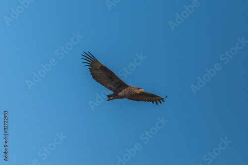 Juvenile bateleur flying in perfect blue sky
