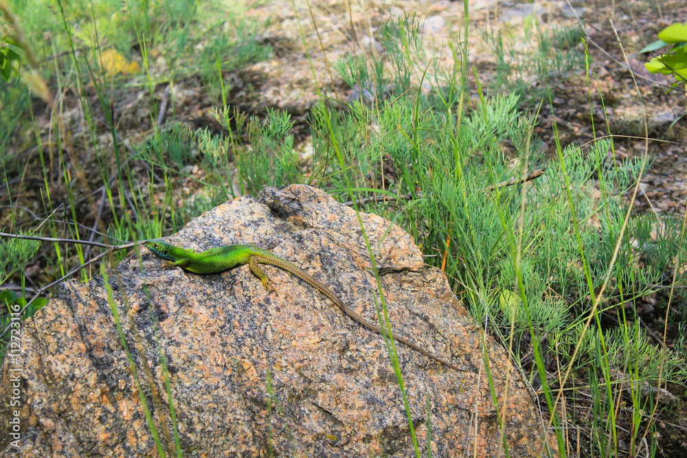 Lizard on the stone Lizard on the stone