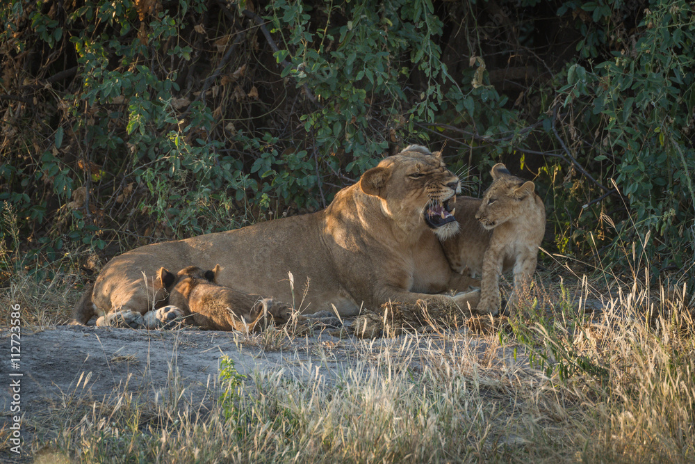 Lioness growling in bushes with two cubs Lioness growling in bushes with two cubs