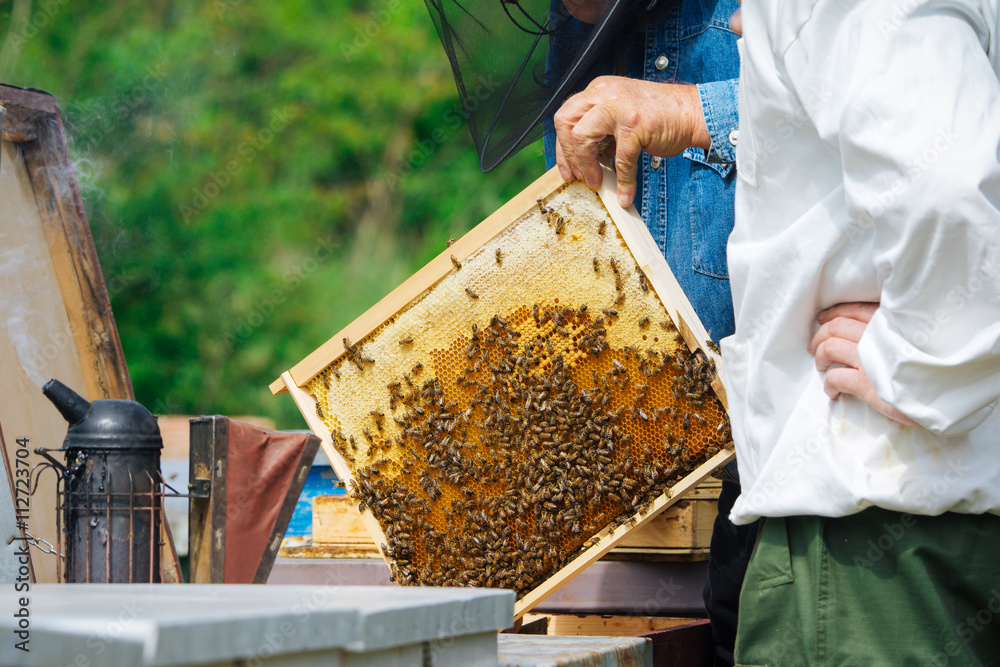 Beekeeper holding frame of honeycomb with working bees outdoor Beekeeper holding frame of honeycomb with working bees outdoor