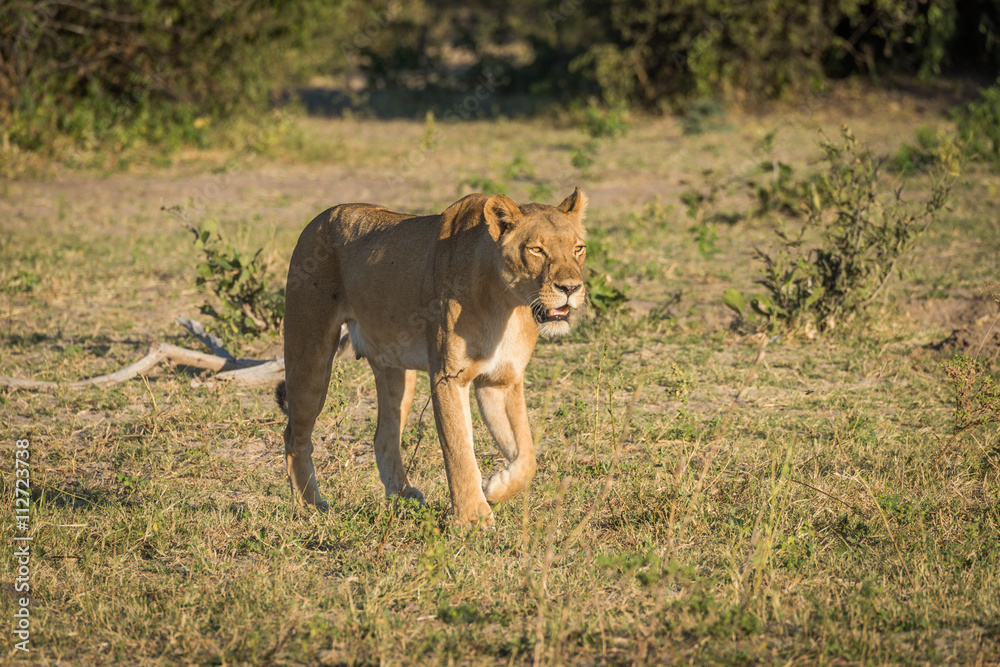 Lioness stalking prey in grassy clearing Lioness stalking prey in grassy clearing