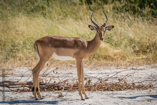 Fototapeta Naklejka Na Ścianę i Meble -  Male impala on sandy ground facing camera