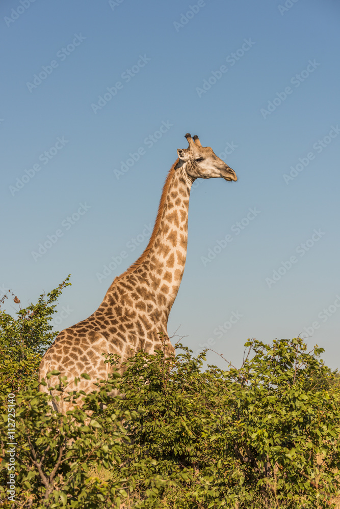 Fototapeta premium South African giraffe amongst bushes facing camera