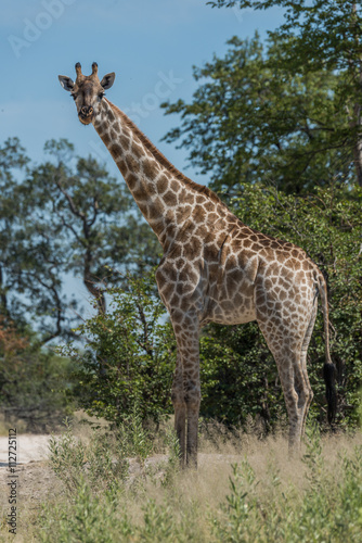 South African giraffe among trees facing camera