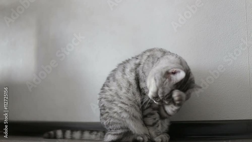 Playful gray scottish cat washes at home, close-up