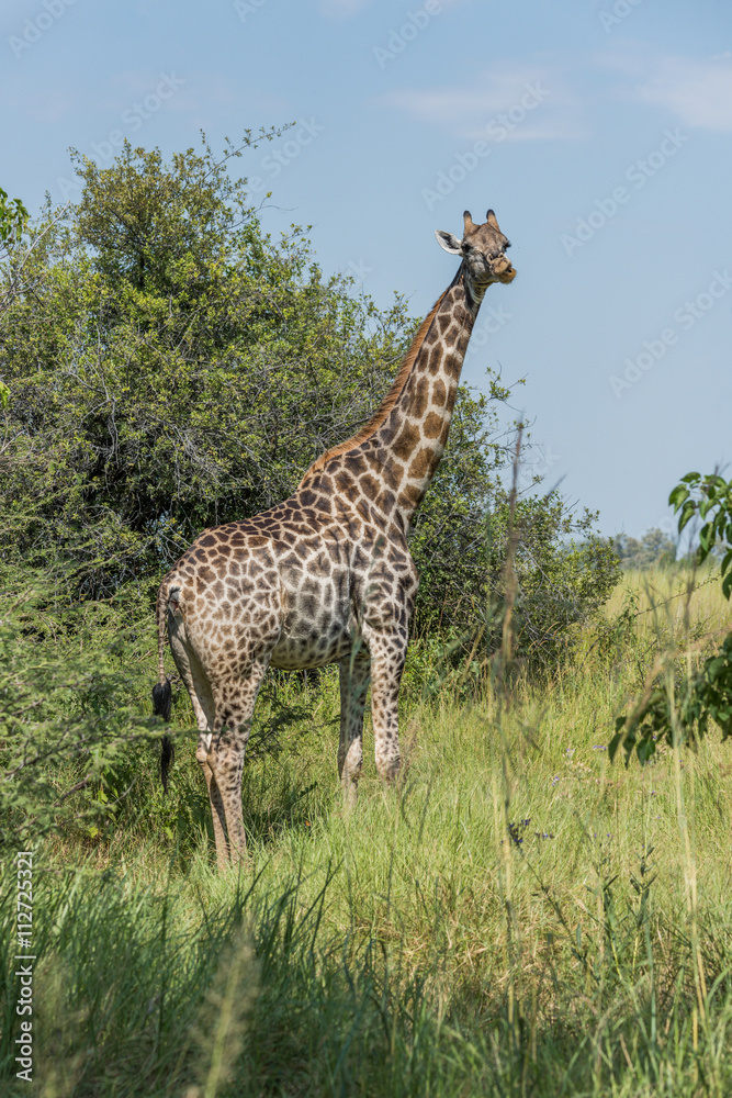 Obraz premium South African giraffe stands chewing beside bushes