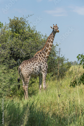 South African giraffe stands chewing beside bushes