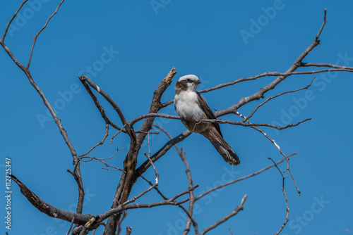 Southern pied babbler in dead tree branches photo