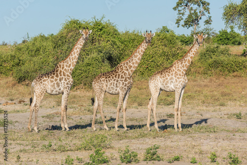 Three South African giraffe side-by-side in bush