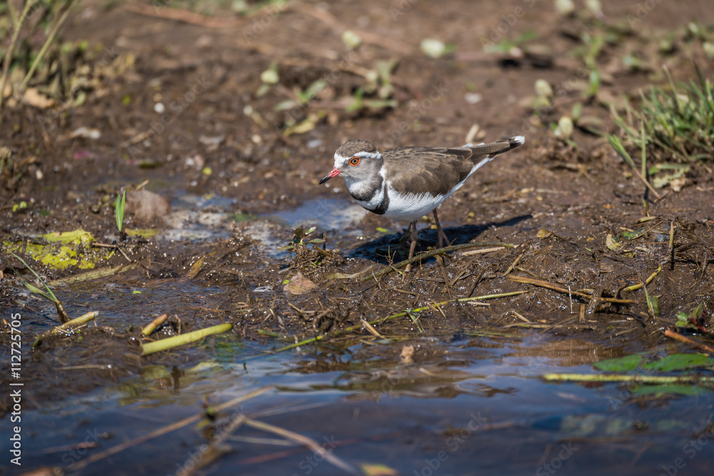 Three-banded plover looking for food on riverbank Three-banded plover looking for food on riverbank