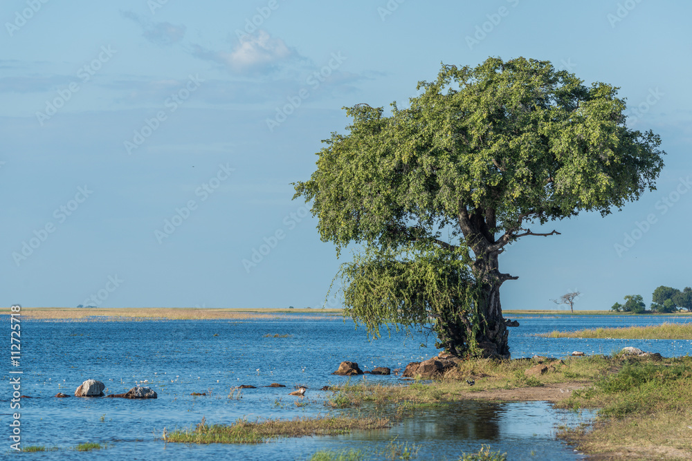 Tree and birds on riverbank in sunshine Tree and birds on riverbank in sunshine