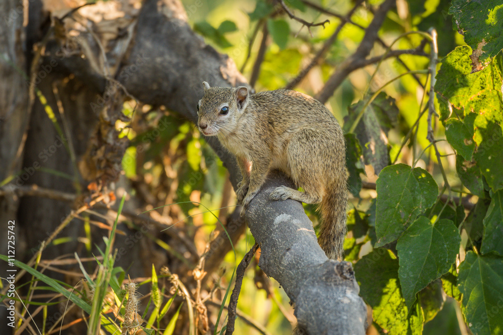 Tree squirrel on broken branch facing camera Tree squirrel on broken branch facing camera